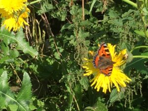 red admiral butterfly on yellow flower 