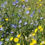 flaxseed plants in meadow 