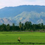 rice fields with mountain range in background