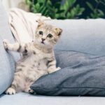 small cat sat showing belly facing forward on sofa