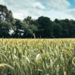 wheat field