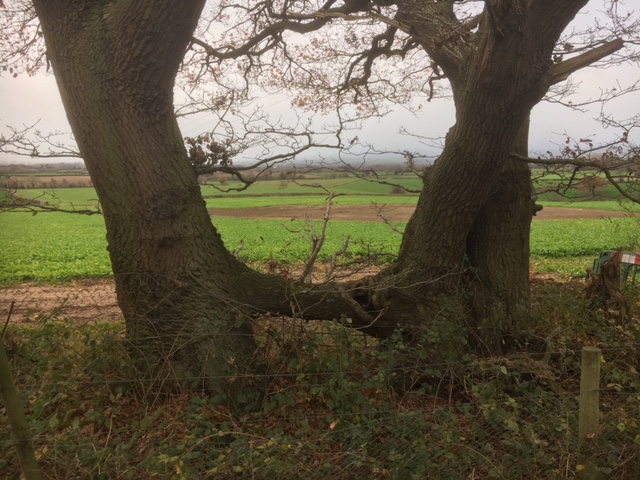 two trees joined by a root above ground