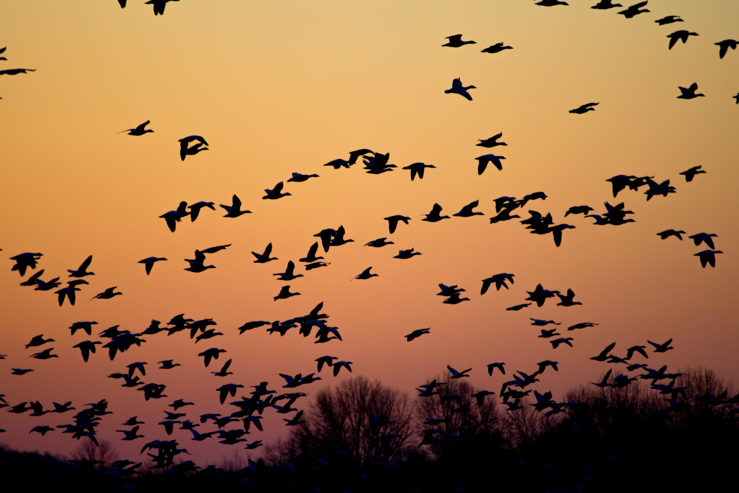 flock of bird silhouetted in organge night sky